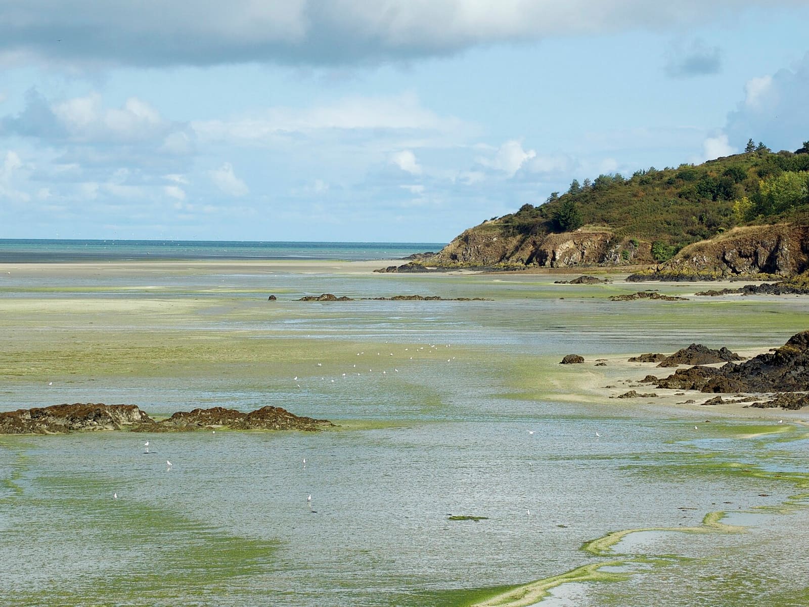 Grève de Saint-Guimond en baie de Saint Brieuc-3844