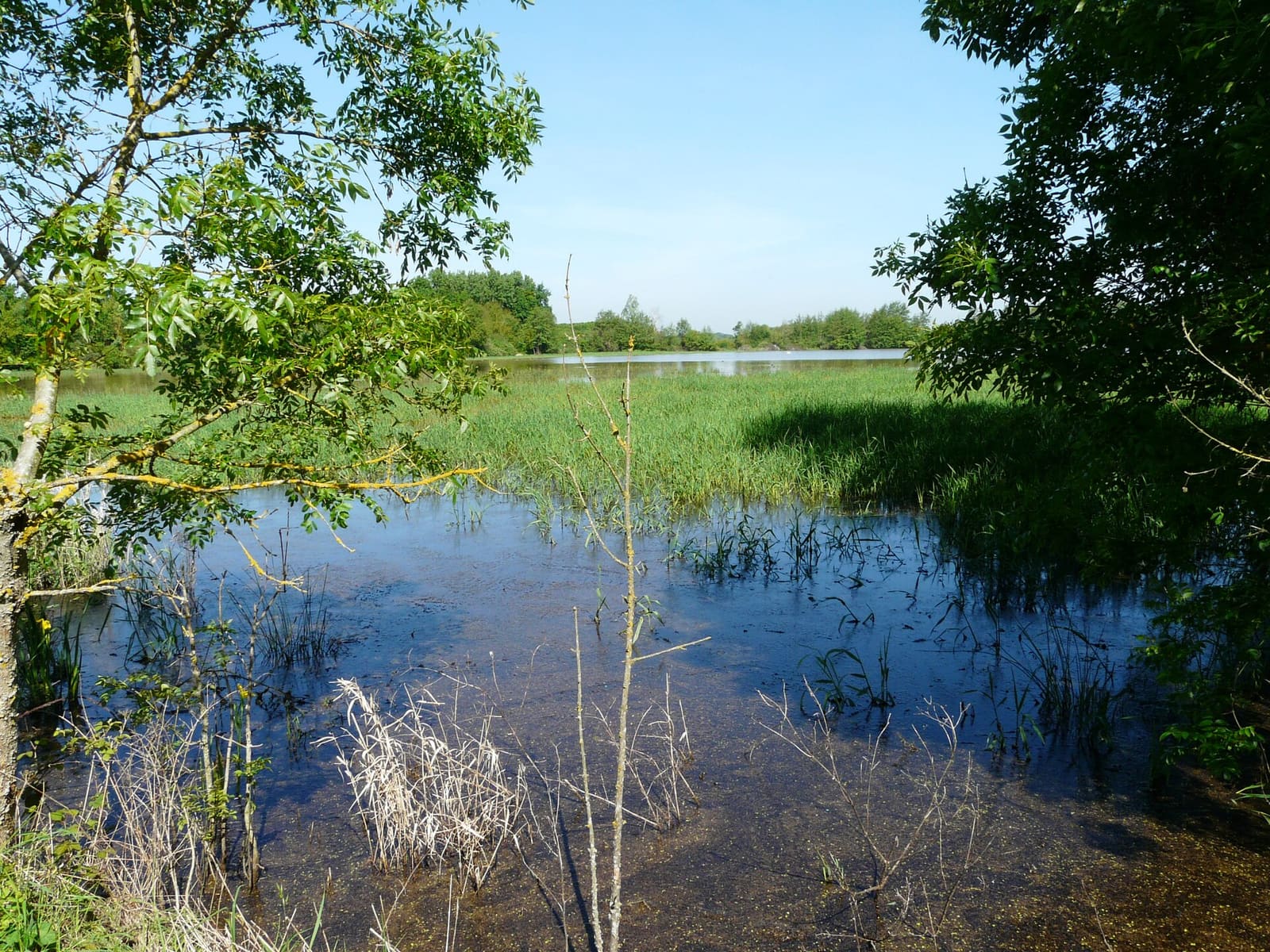 Etang de la Petite Bozonnière-2