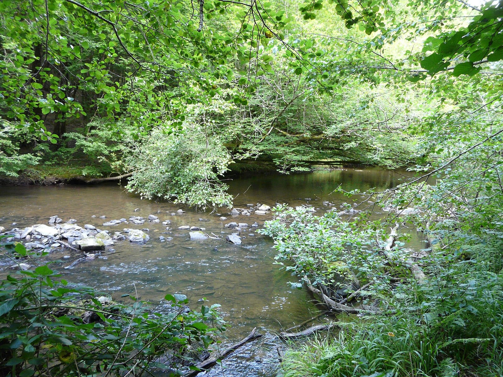 Loue Saint-Médard-d'Excideuil amont moulin de Bouc (12)